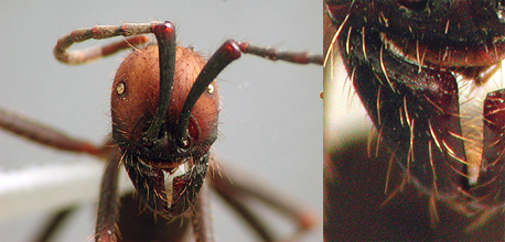 Eciton sp. media worker, face and mandible