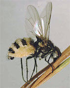 Root maggot fly killed by the insect-destroyer Entomophthora