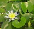 Nymphaea thermarum water lily