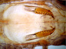 Nereididae jaws retracted inside the body