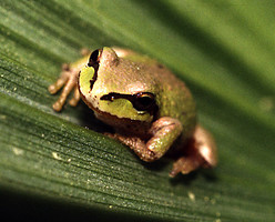 Pacific treefrog