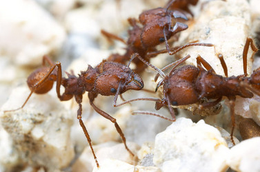 Acromyrmex versicolor, leafcutter ants