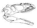  skull of Alioramus remotus