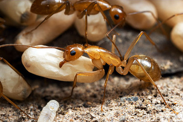 Camponotus festinatus workers and brood