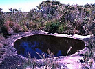 Lepidogalaxias pool with water