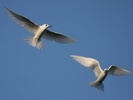 white or fairy terns hovering