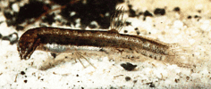 Lepidogalaxias salamandroides