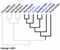 Annelida tree from McHugh 1997