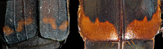 Diamesus (left) Nicrophorus (right)