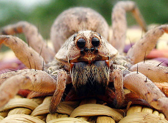 Wolf spider (Lycosa sp.) face, Arizona